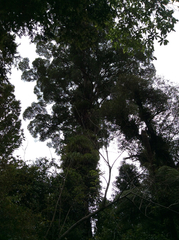 Metrosideros robusta