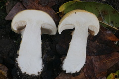 Cortinarius albofragrans
