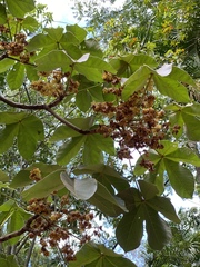 Pterygota alata