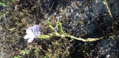Linum hirsutum
