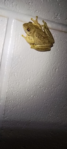 Western Laughing Tree Frog