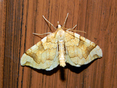 Eulithis propulsata