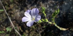 Linum hirsutum