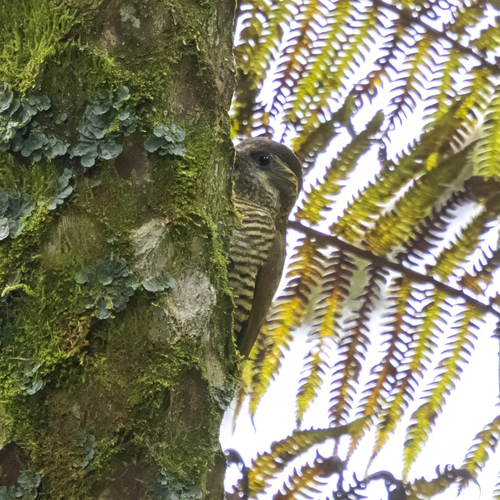 Bar-bellied Woodpecker (Veniliornis nigriceps)