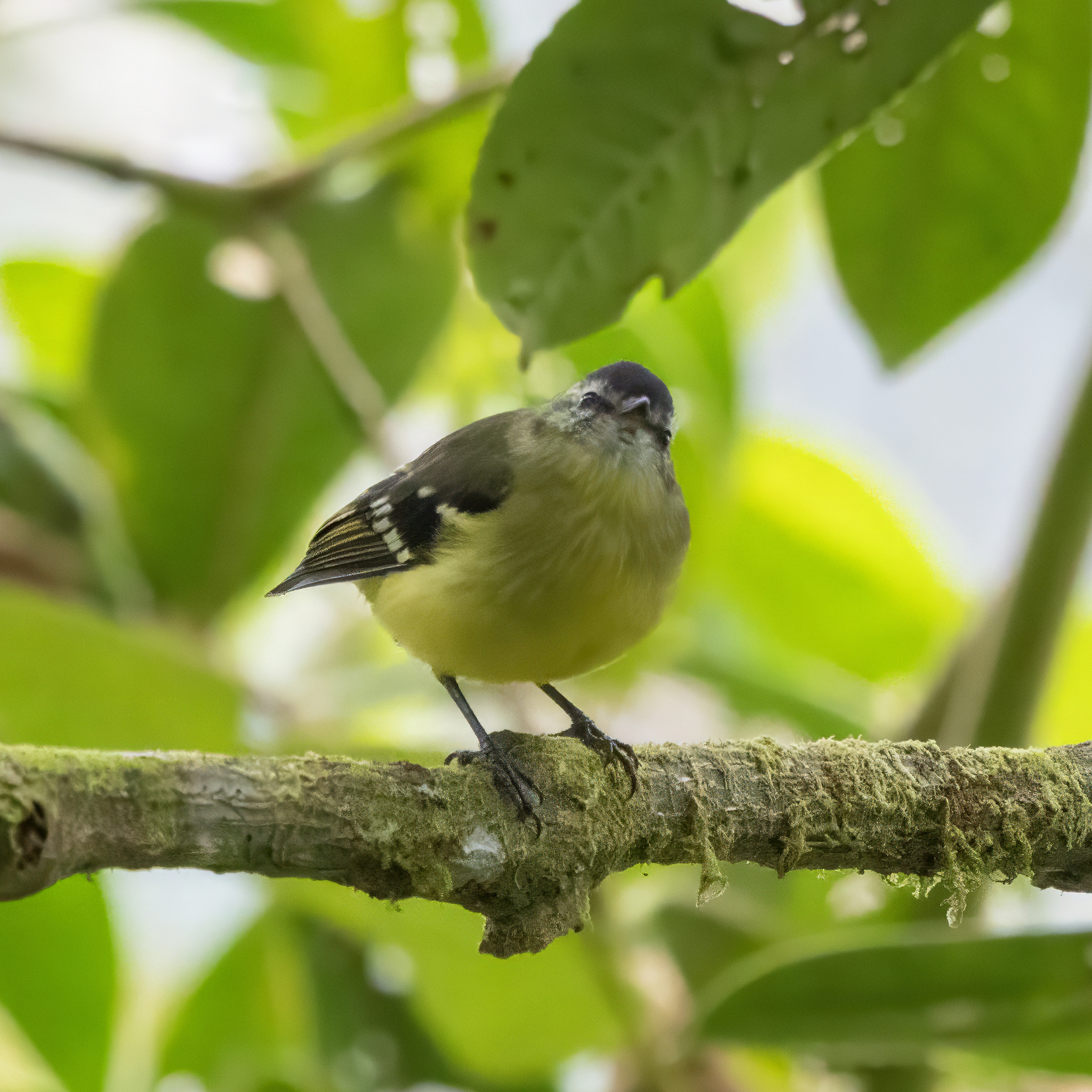 Black-capped Tyrannulet illustration