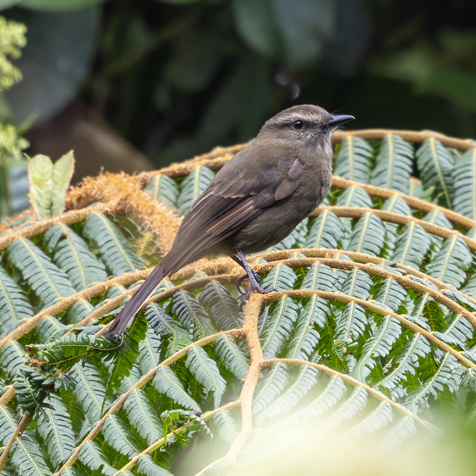 Smoky Bush Tyrant (Myiotheretes fumigatus), photo 8