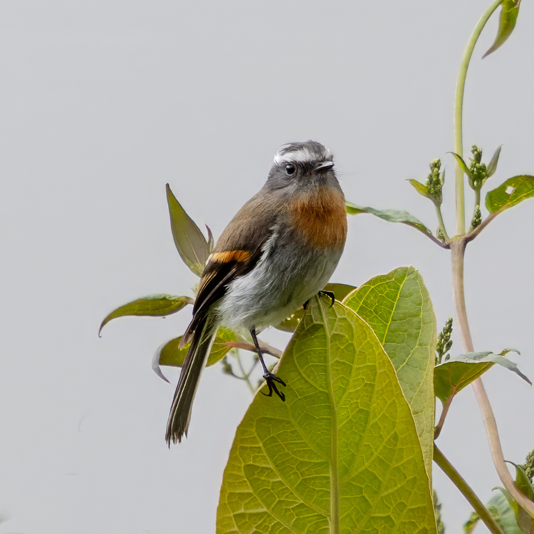 Rufous-breasted Chat-Tyrant (Ochthoeca rufipectoralis), photo 7