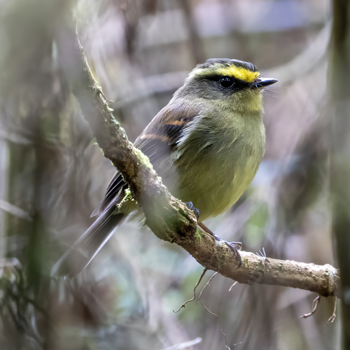 Yellow-bellied Chat-Tyrant (Silvicultrix diadema), photo 10