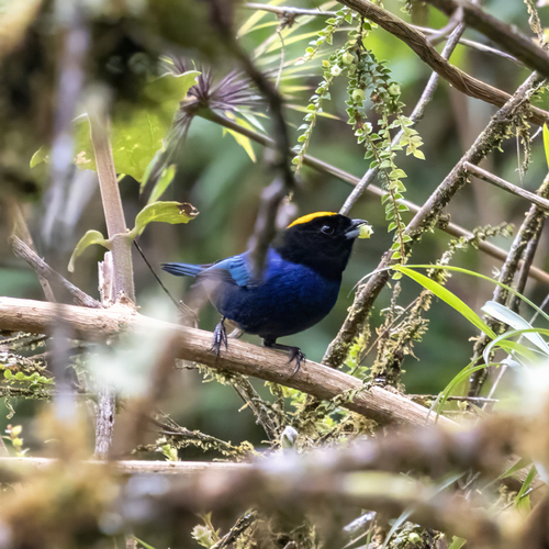 Golden-crowned Tanager (Iridosornis rufivertex), photo 9