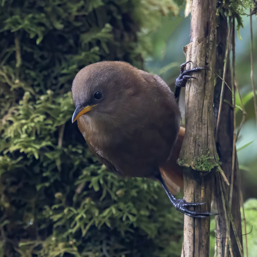 Rufous Wren (Cinnycerthia unirufa), photo 5