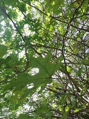 Cnidoscolus megacanthus