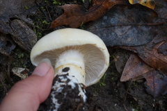 Cortinarius albofragrans