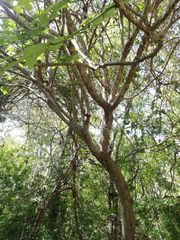 Cnidoscolus megacanthus