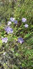 Linum hirsutum