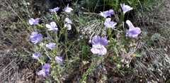 Linum hirsutum