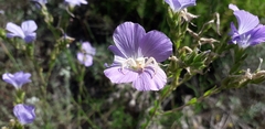Linum hirsutum
