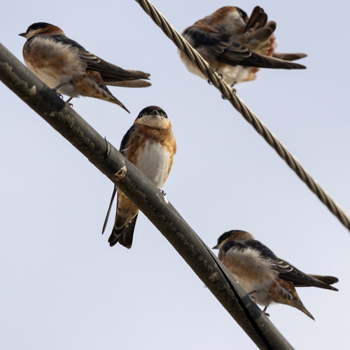 Chestnut-collared Swallow (Petrochelidon rufocollaris)