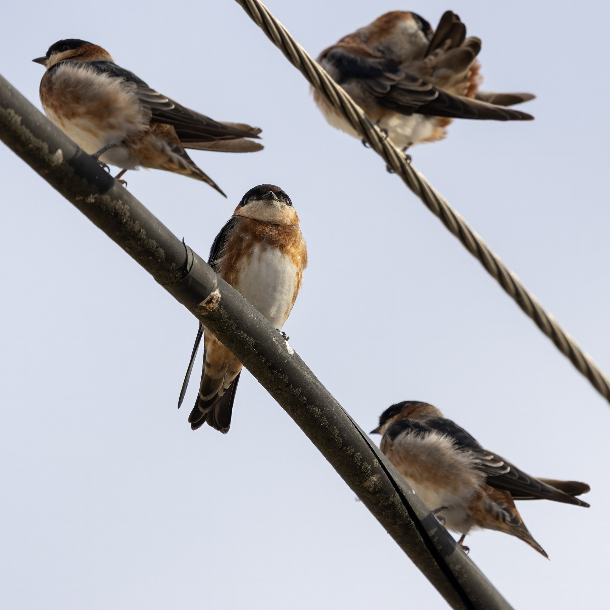 Chestnut-collared Swallow (Petrochelidon rufocollaris), photo 1
