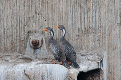 Poikilocarbo gaimardi