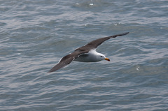 Larus belcheri