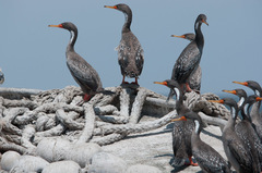 Poikilocarbo gaimardi