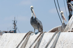 Pelecanus thagus