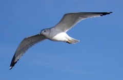 Larus delawarensis