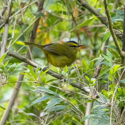 Black-crested Warbler (Myiothlypis nigrocristata), photo 7
