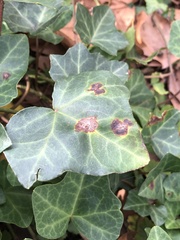 Colletotrichum trichellum