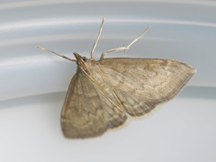 Paratalanta pandalis