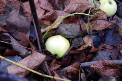 Malus domestica