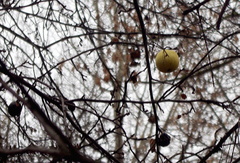 Malus domestica