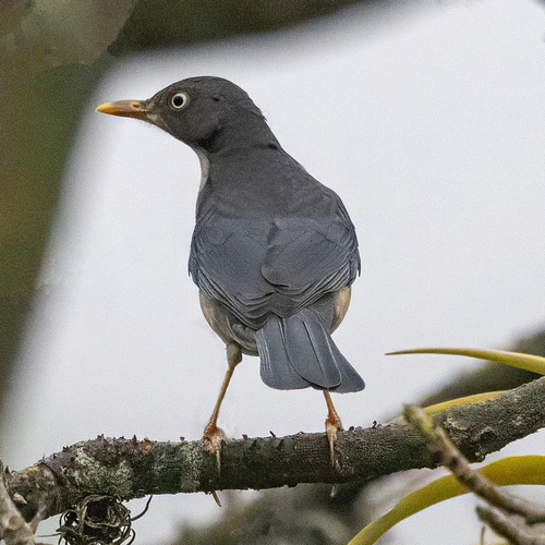 Plumbeous-backed Thrush (Turdus reevei), photo 2