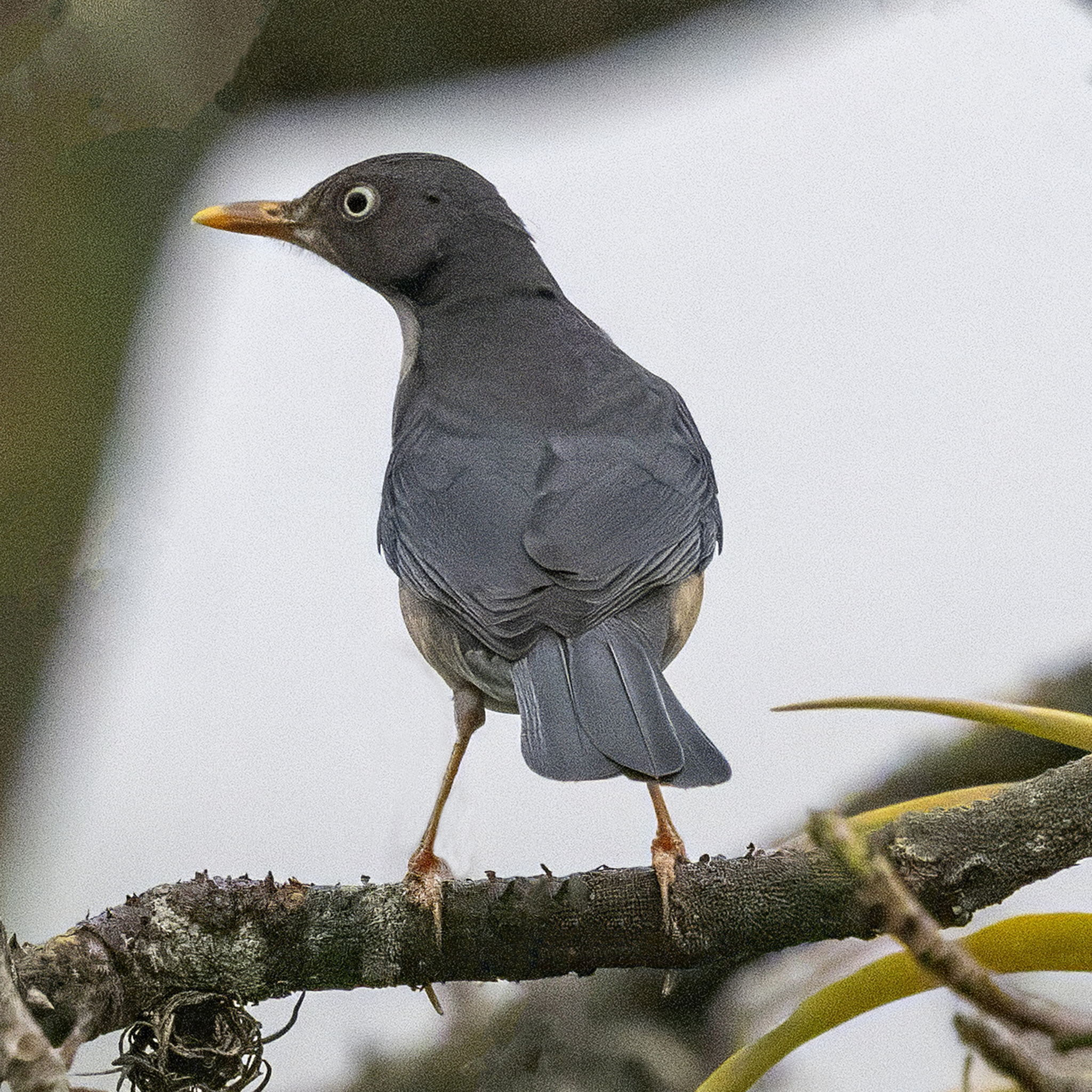 Plumbeous-backed Thrush illustration