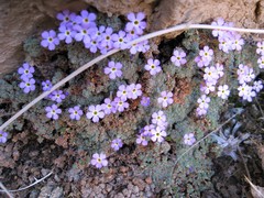 Dionysia curviflora