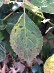 Cercospora hydrangeae
