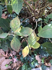Cercospora hydrangeae