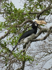 Anthracoceros coronatus