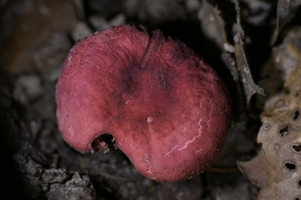 Russula kermesina · August 2025 · photo: © christopherstephens (iNaturalist, cc-by)