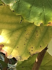 Phyllosticta hamamelidis