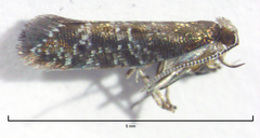 Chrysorthenches drosochalca