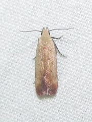 Anacampsis fullonella
