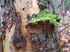 Phellinus chrysoloma