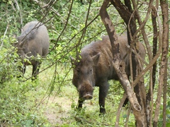 Sus scrofa cristatus