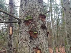Phellinus chrysoloma