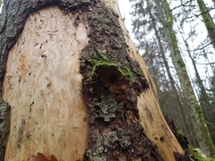 Phellinus chrysoloma