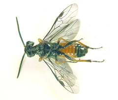 Dolerus aericeps