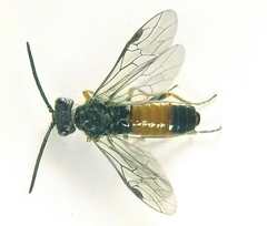 Dolerus aericeps