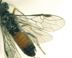 Dolerus aericeps