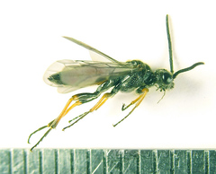 Dolerus aericeps